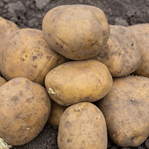 Red River Refinery Potatoes